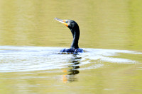 Other Waterfowl