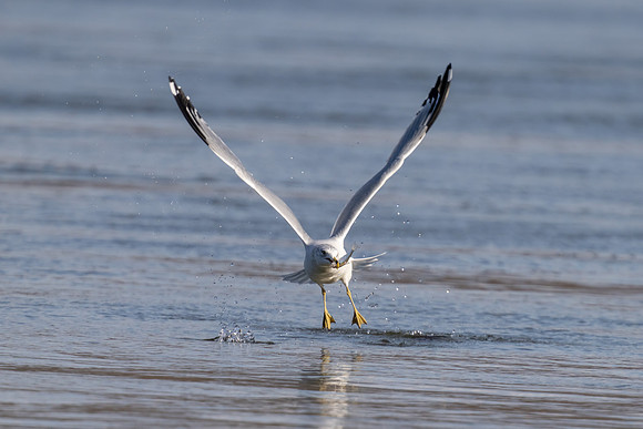 Ring-billed Seagull