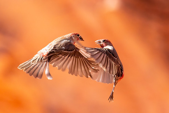 Fightling house finches