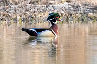 Woodduck