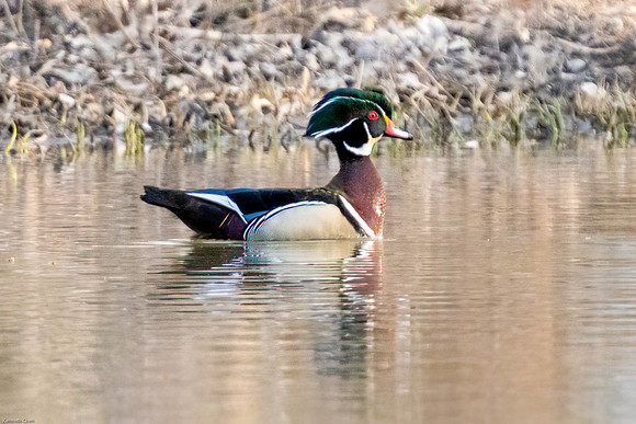 Woodduck