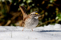 White-throated Sparrow