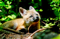 Baby Red Fox