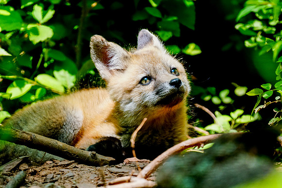 Baby Red Fox
