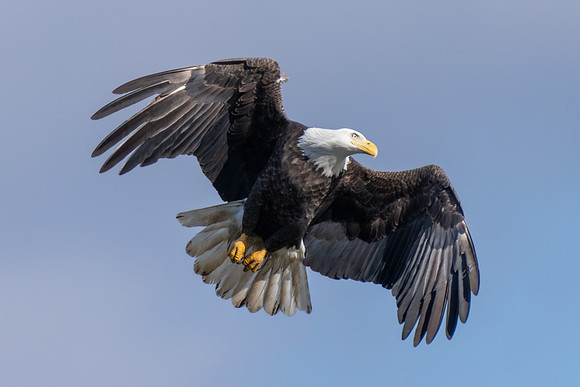 Bald Eagle