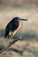 Green Heron