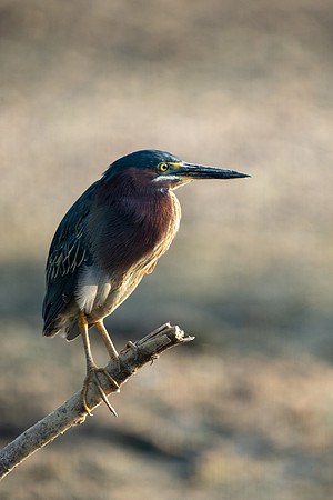 Green Heron