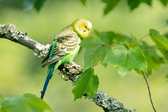 Budgerigar