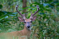 White-tailed Deer