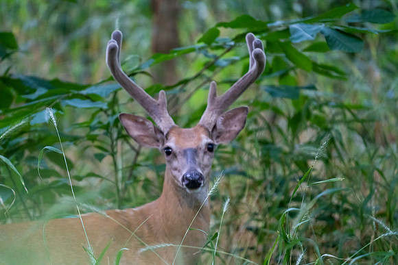 White-tailed Deer