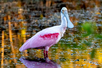 Roseate Spoonbill