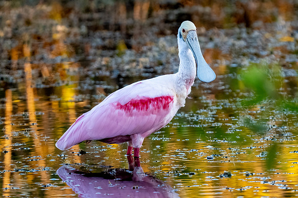 Roseate Spoonbill