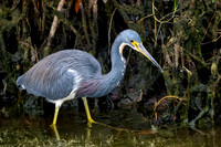 Tricolored Heron