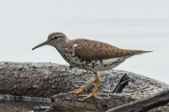 Spotted Sandpiper