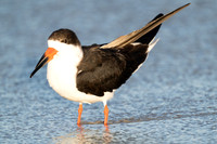 Black Skimmer