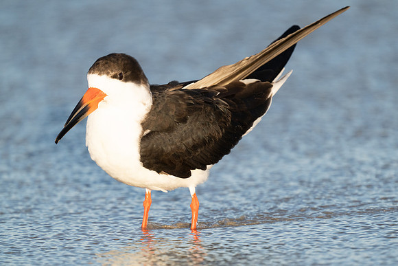 Black Skimmer