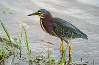 Green Heron
