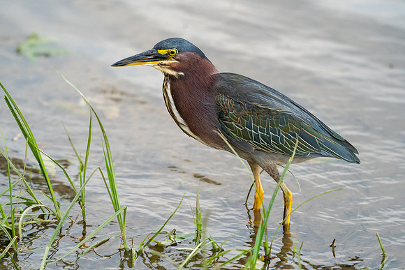 Green Heron