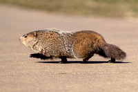 Groundhog