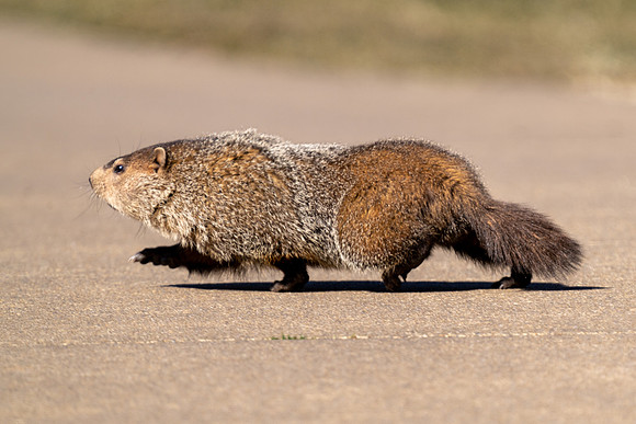 Groundhog