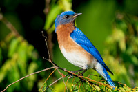 Eastern Bluebird