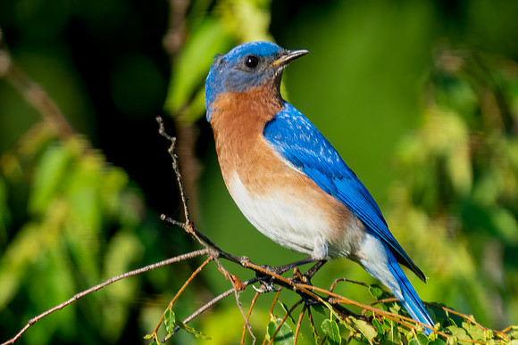 Eastern Bluebird