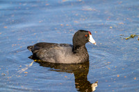 American Coots