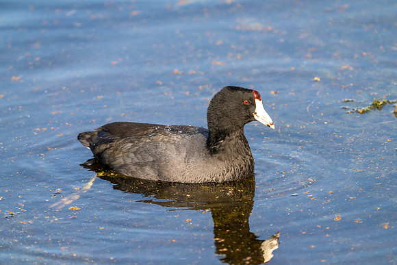 American Coots
