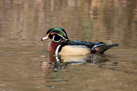 Woodduck