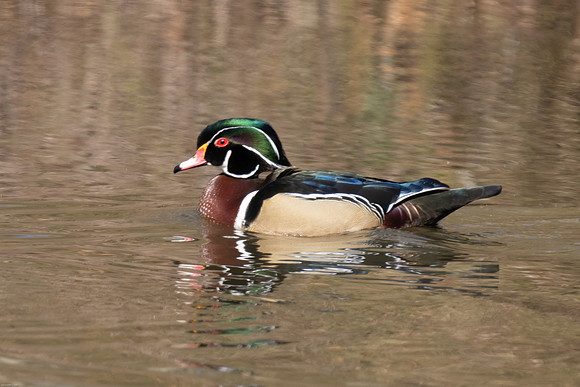 Woodduck
