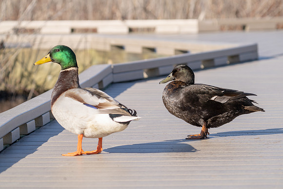 An Odd Couple