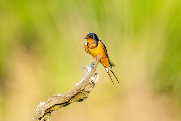 Barn Swallow