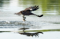 Ospery fishing