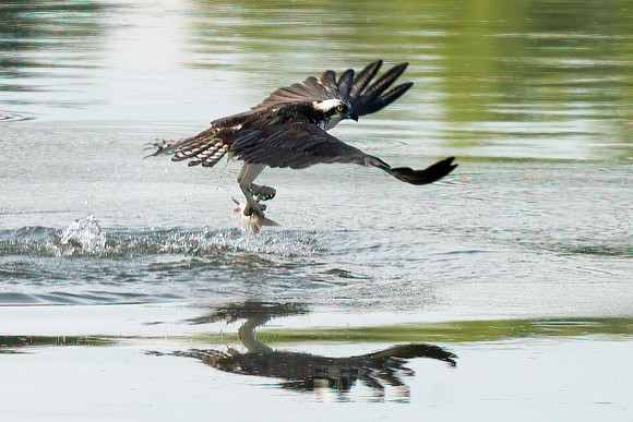 Ospery fishing