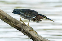 Grean Heron