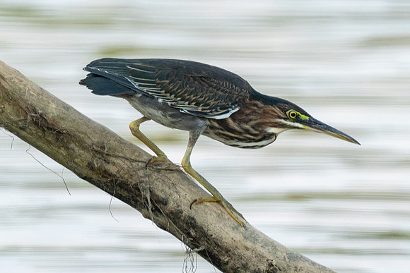 Grean Heron