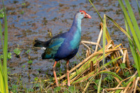 Purple Gallinule