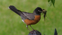 American Robin