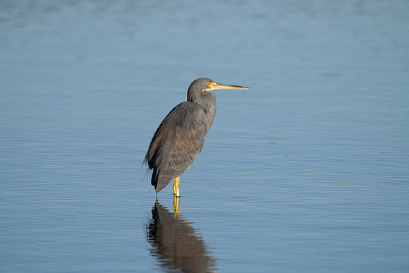 Tri-colored Heron