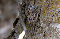 Brown Creeper