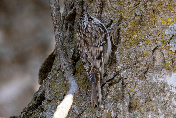 Brown Creeper