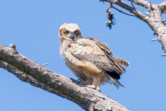 Great horned owl