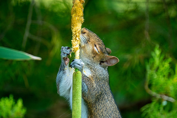 Squirrel