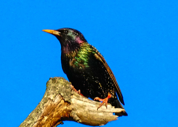 European Starling