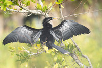 Northern Mockingbird