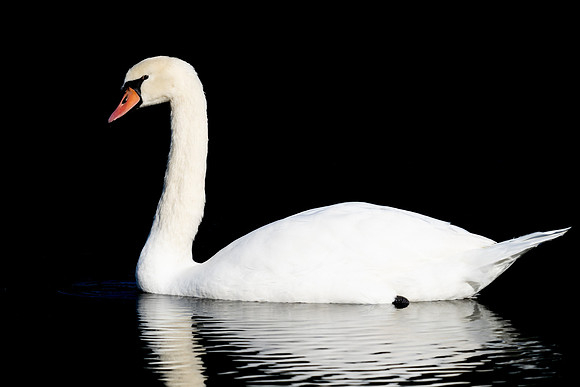 Mute Swan