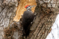 Female Pileated Woodpecker