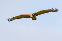 Red-tailed Hawk