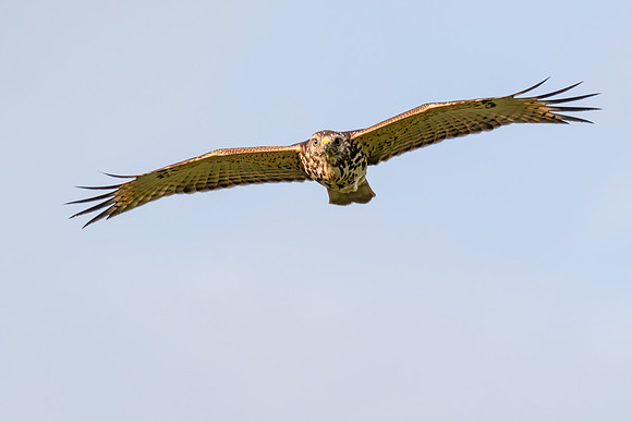 Red-tailed Hawk