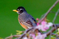 American robin